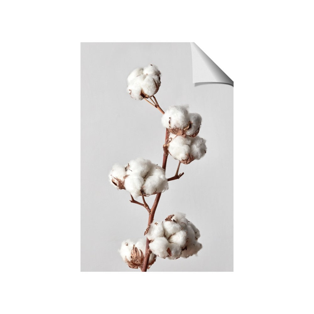 Cotton 