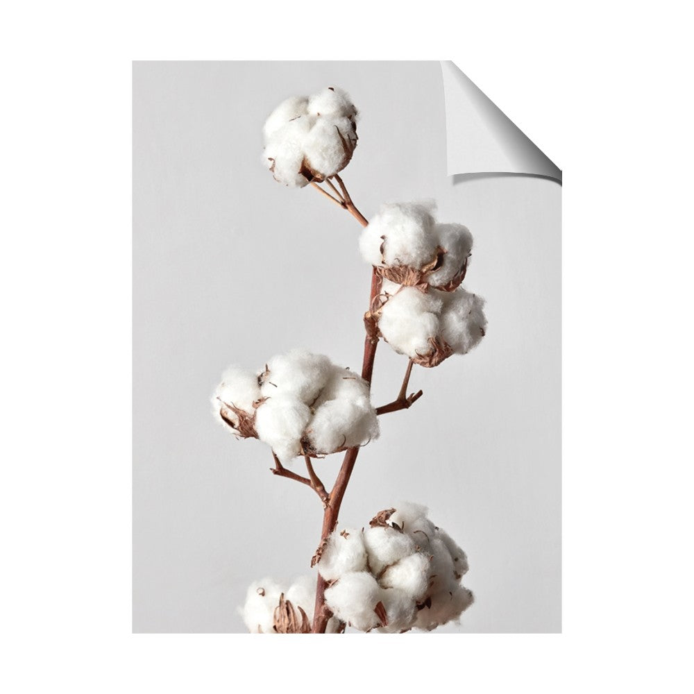 Cotton 