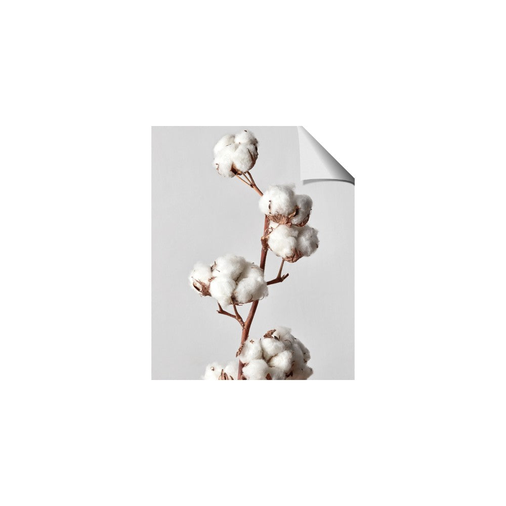 Cotton 