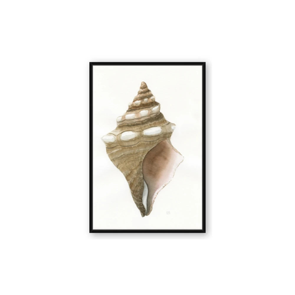 Sea Shell I