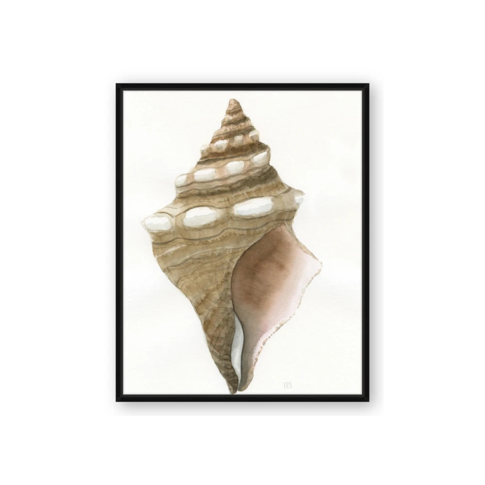 Sea Shell I