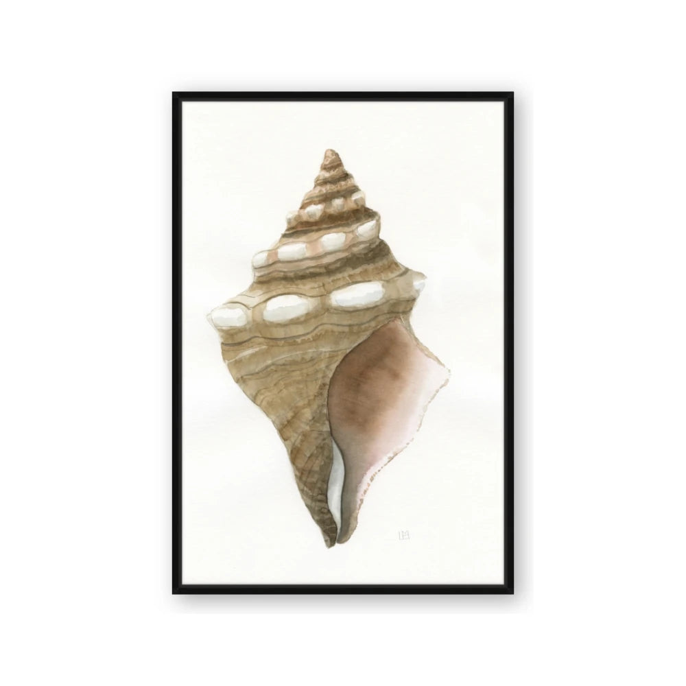 Sea Shell I