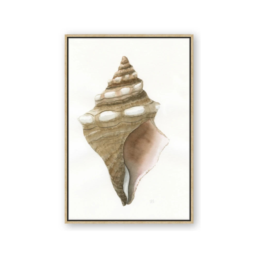 Sea Shell I