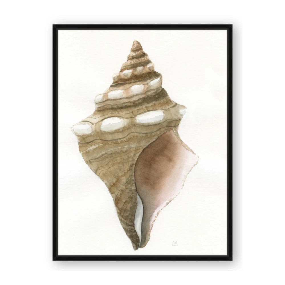 Sea Shell I