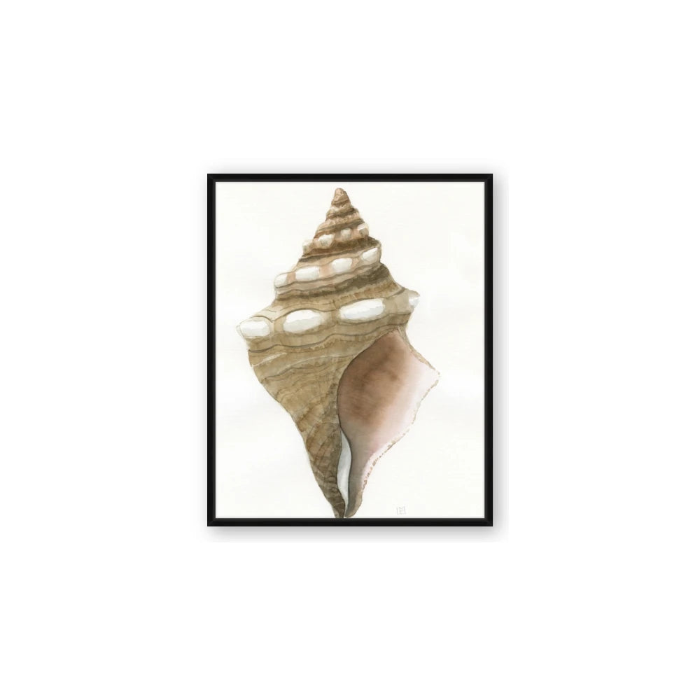 Sea Shell I