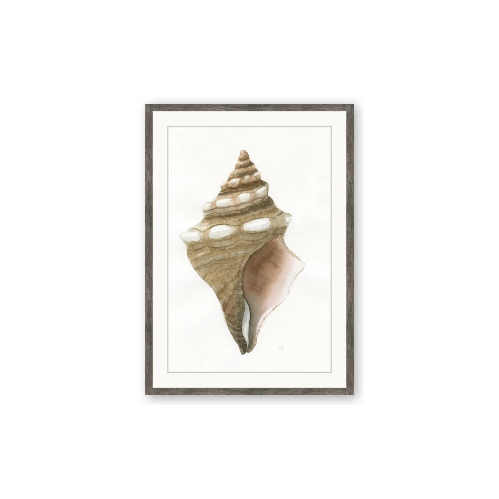 Sea Shell I