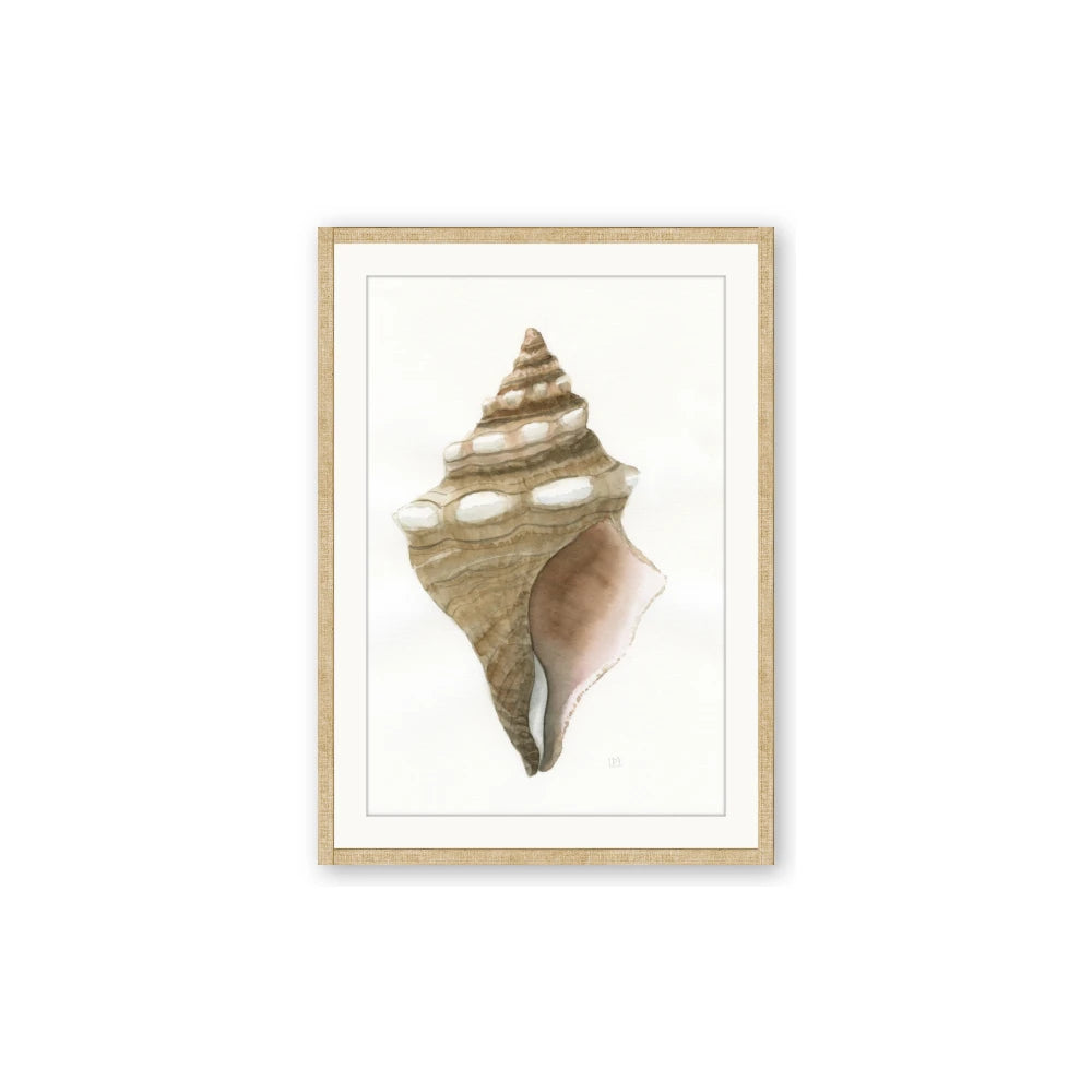 Sea Shell I