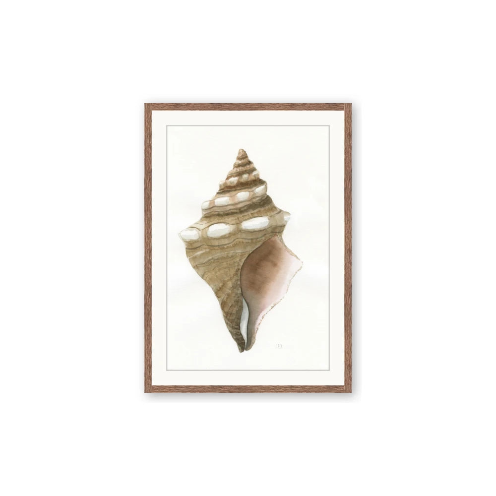 Sea Shell I