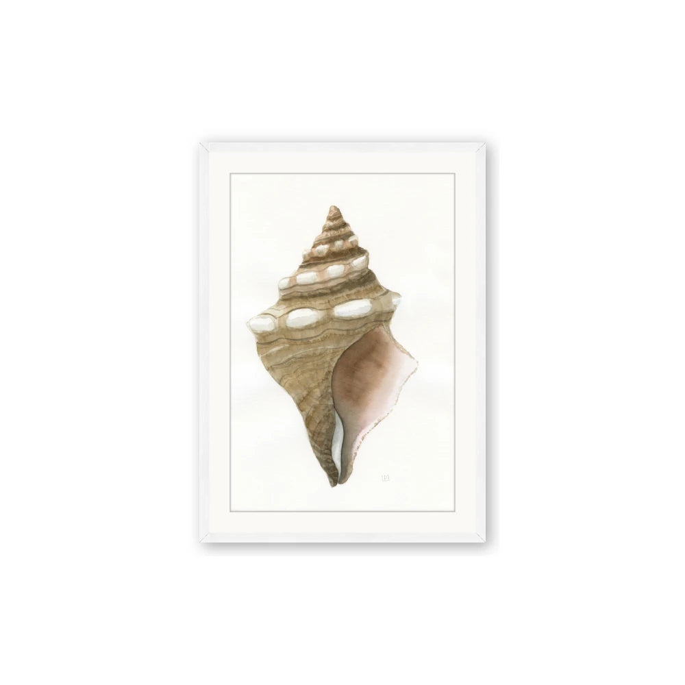 Sea Shell I