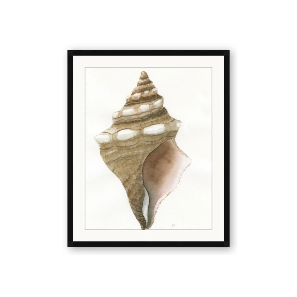 Sea Shell I
