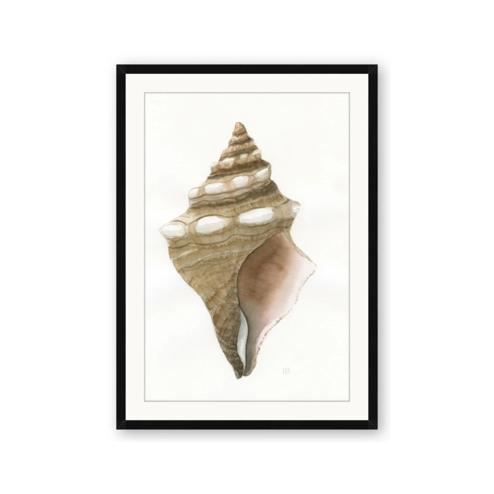 Sea Shell I