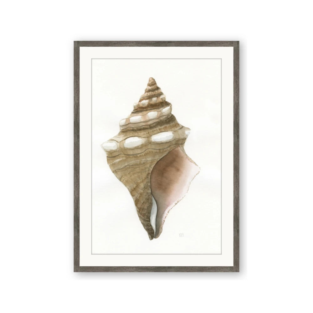 Sea Shell I