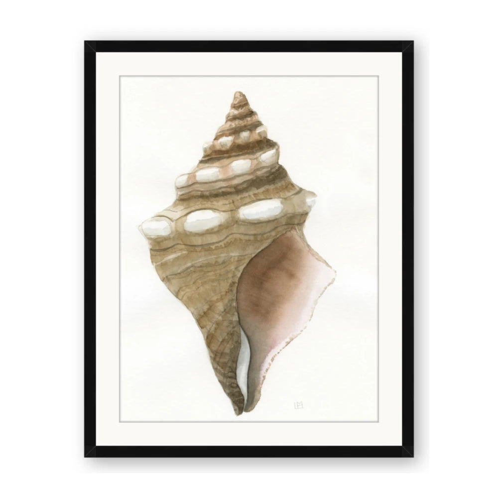 Sea Shell I