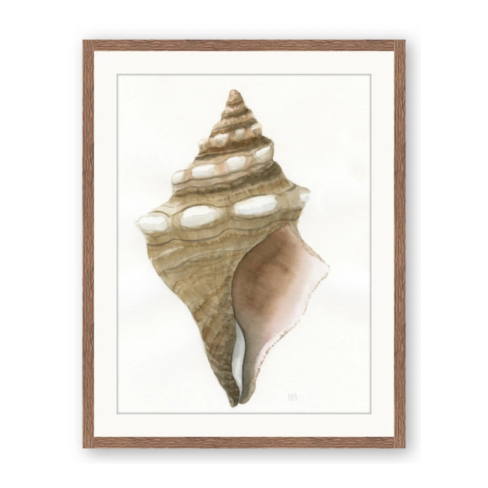 Sea Shell I