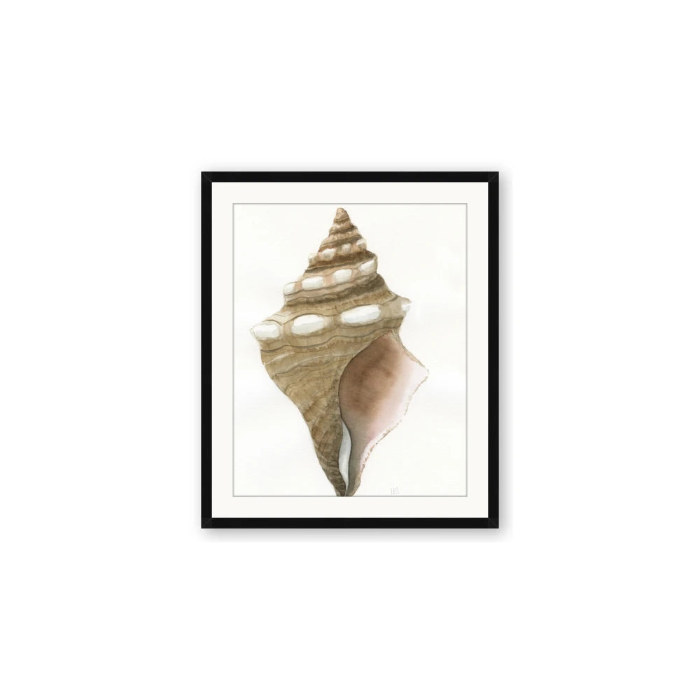 Sea Shell I