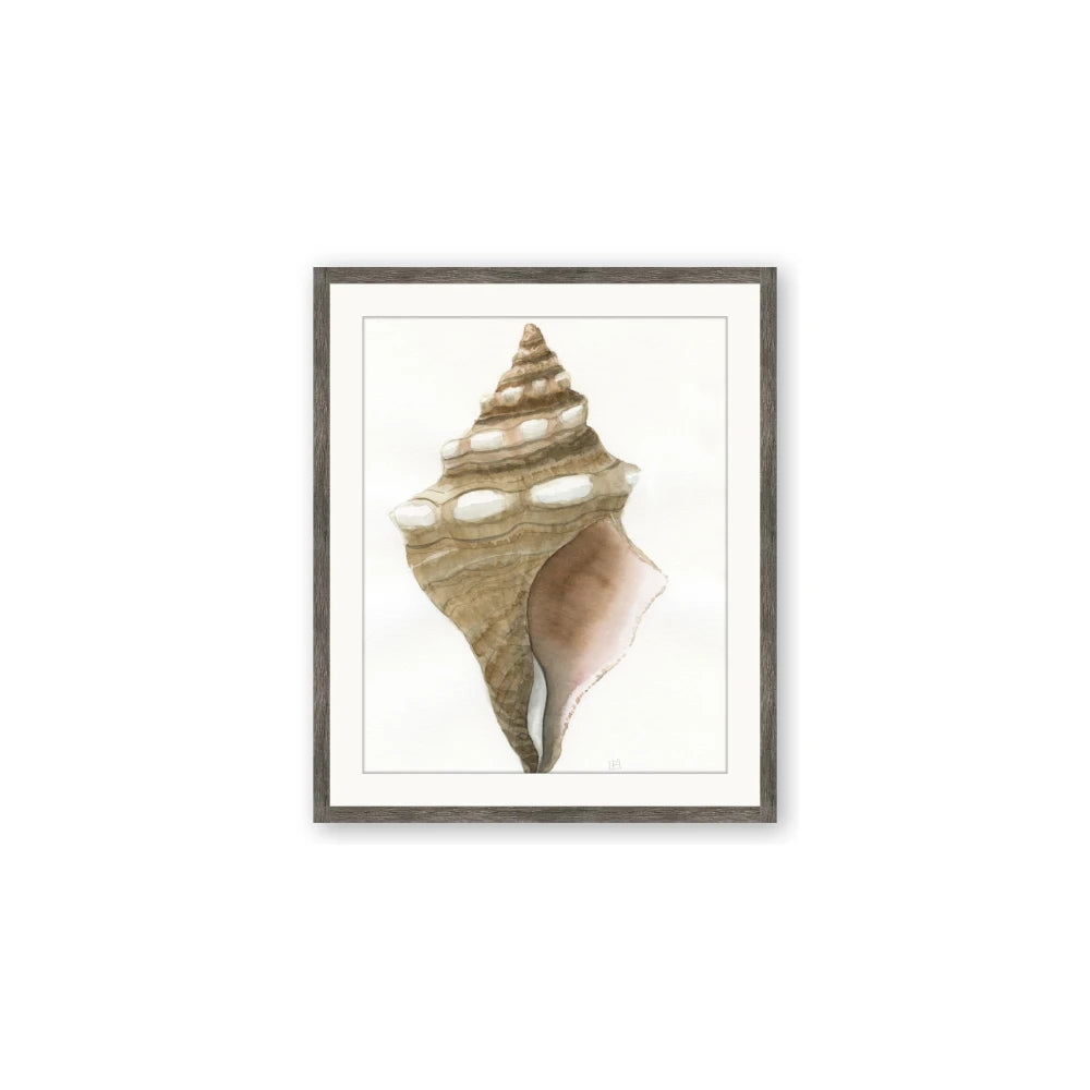 Sea Shell I