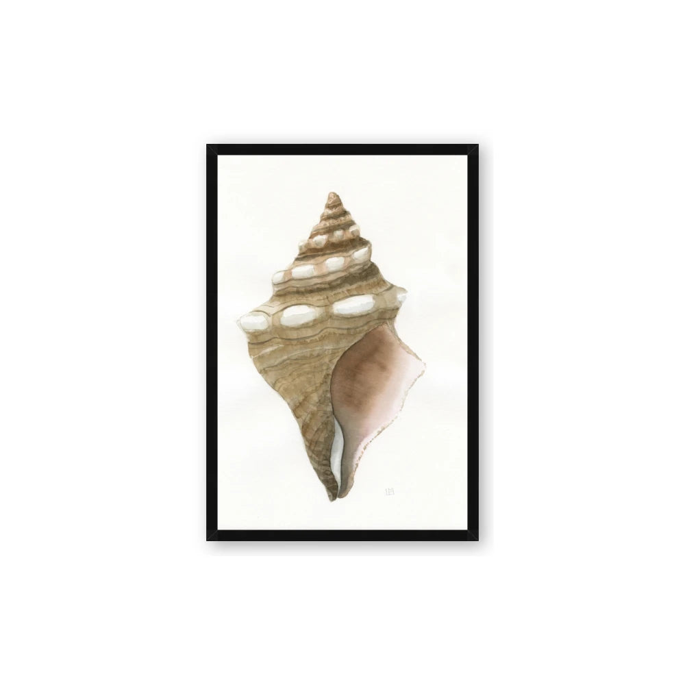 Sea Shell I