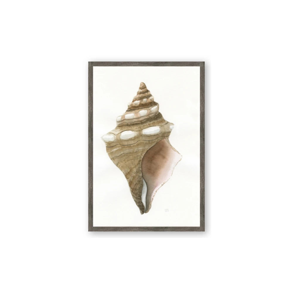 Sea Shell I