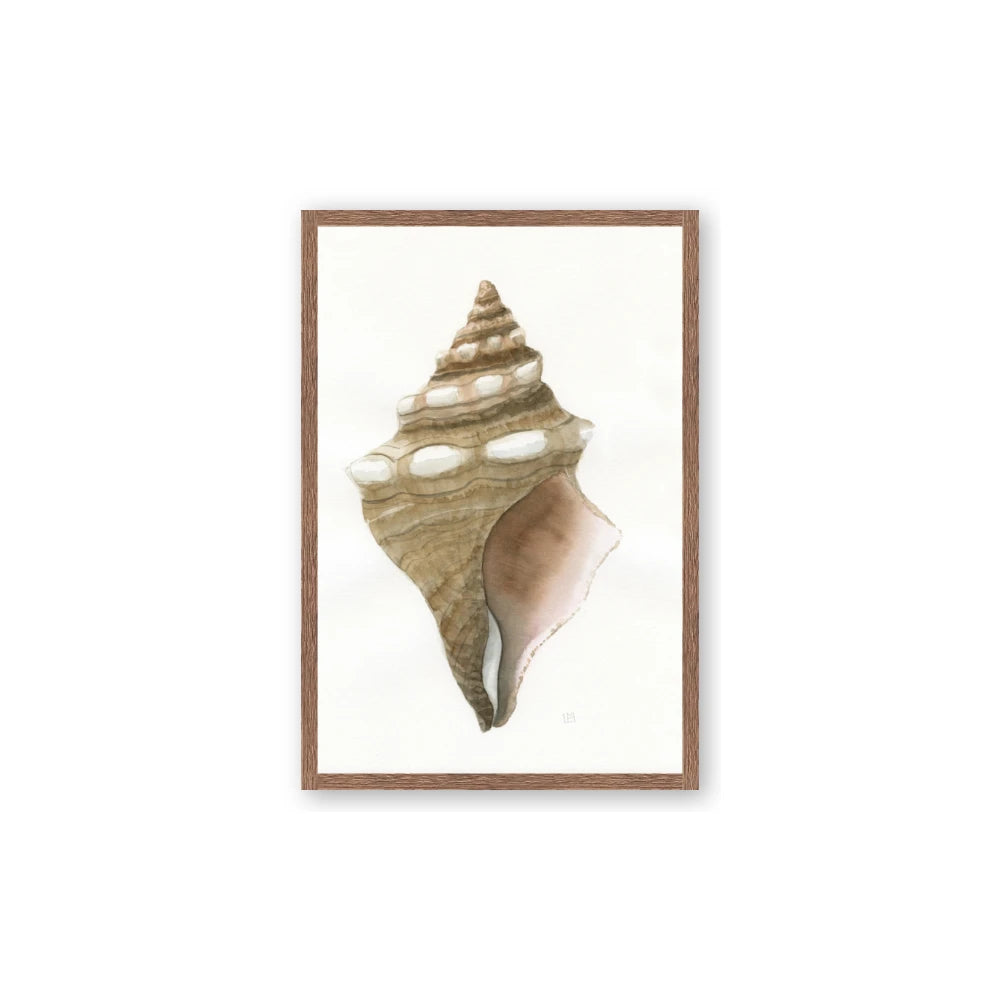 Sea Shell I
