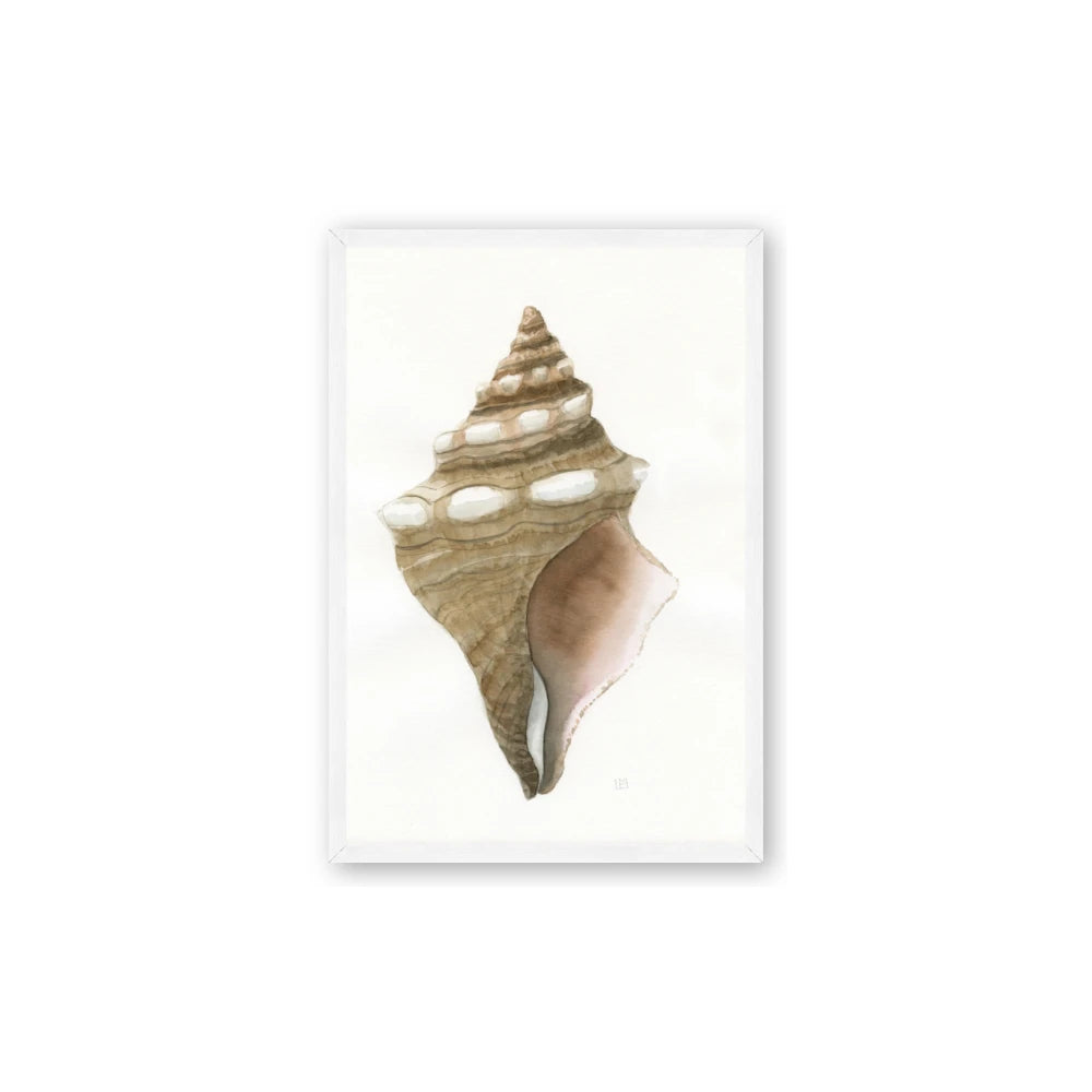 Sea Shell I