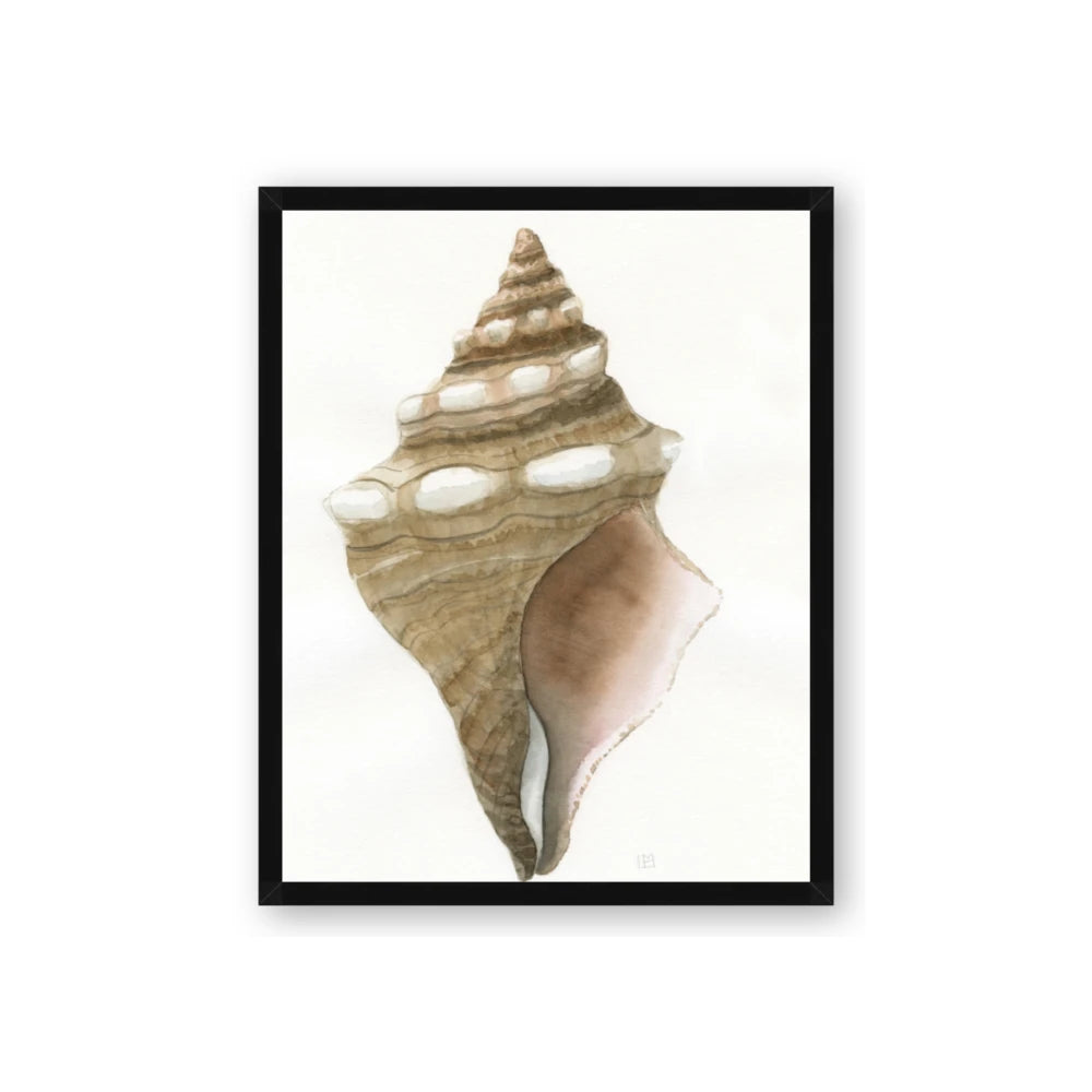 Sea Shell I