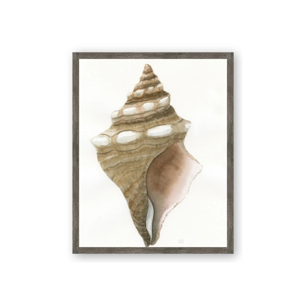 Sea Shell I