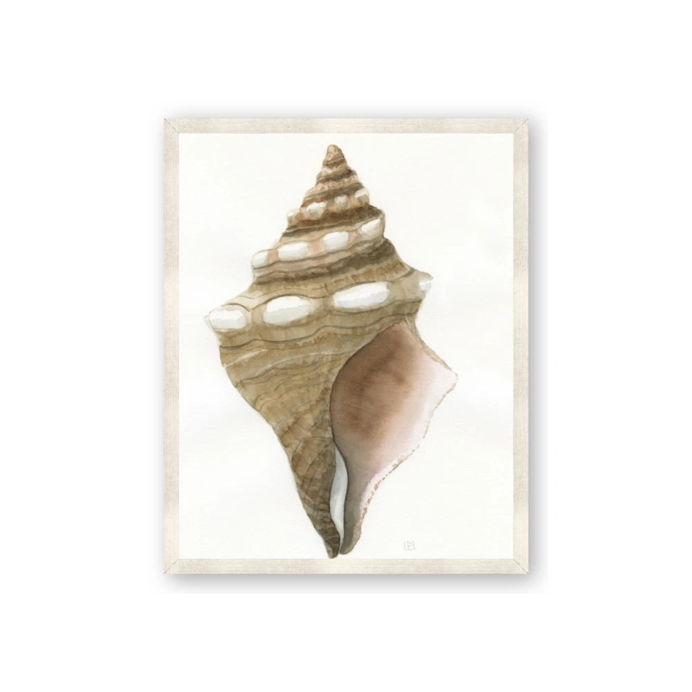 Sea Shell I