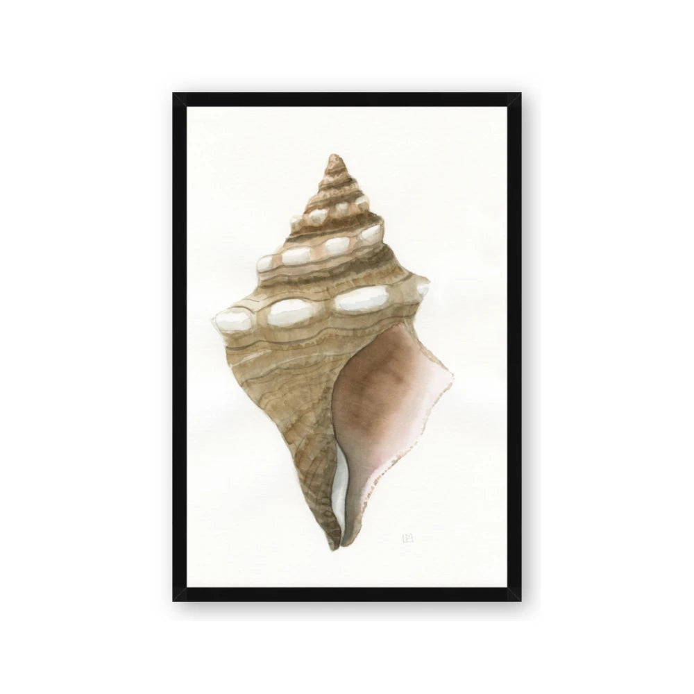 Sea Shell I