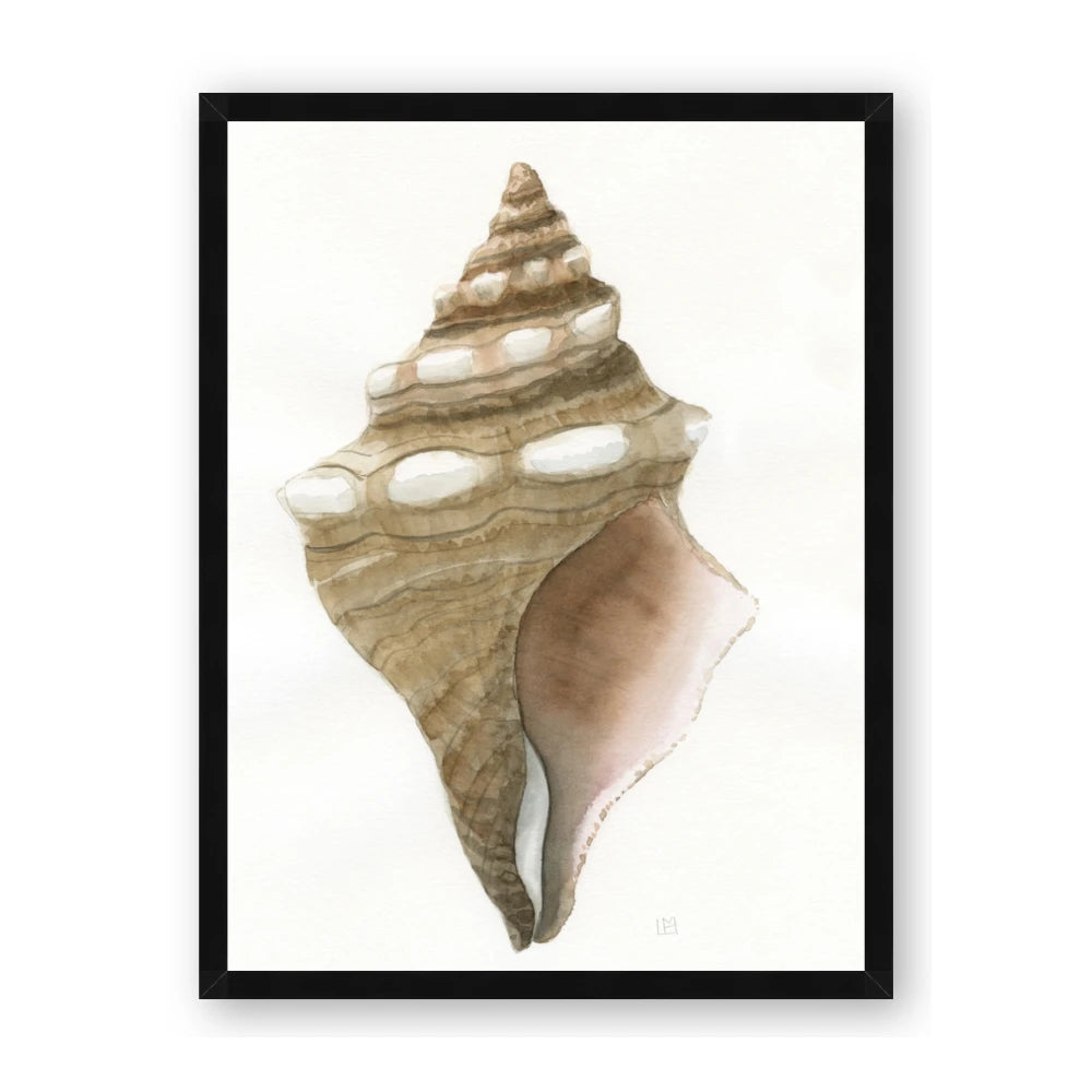 Sea Shell I