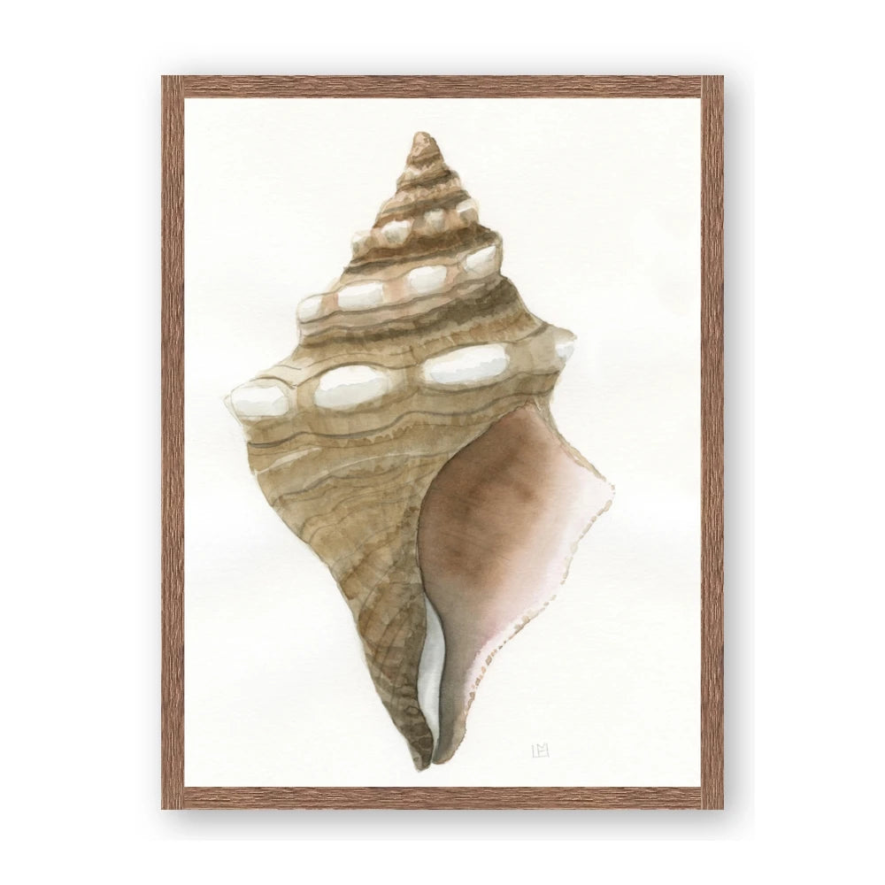 Sea Shell I
