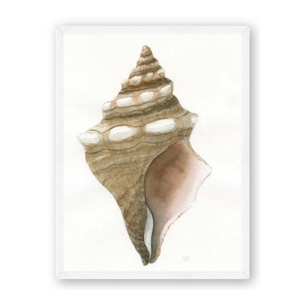 Sea Shell I