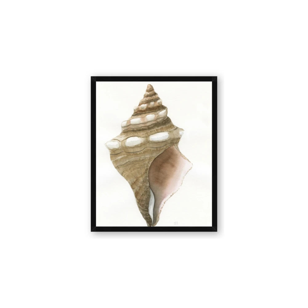Sea Shell I
