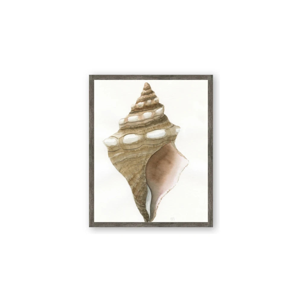 Sea Shell I
