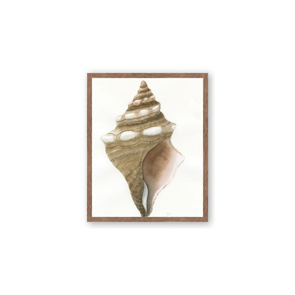 Sea Shell I