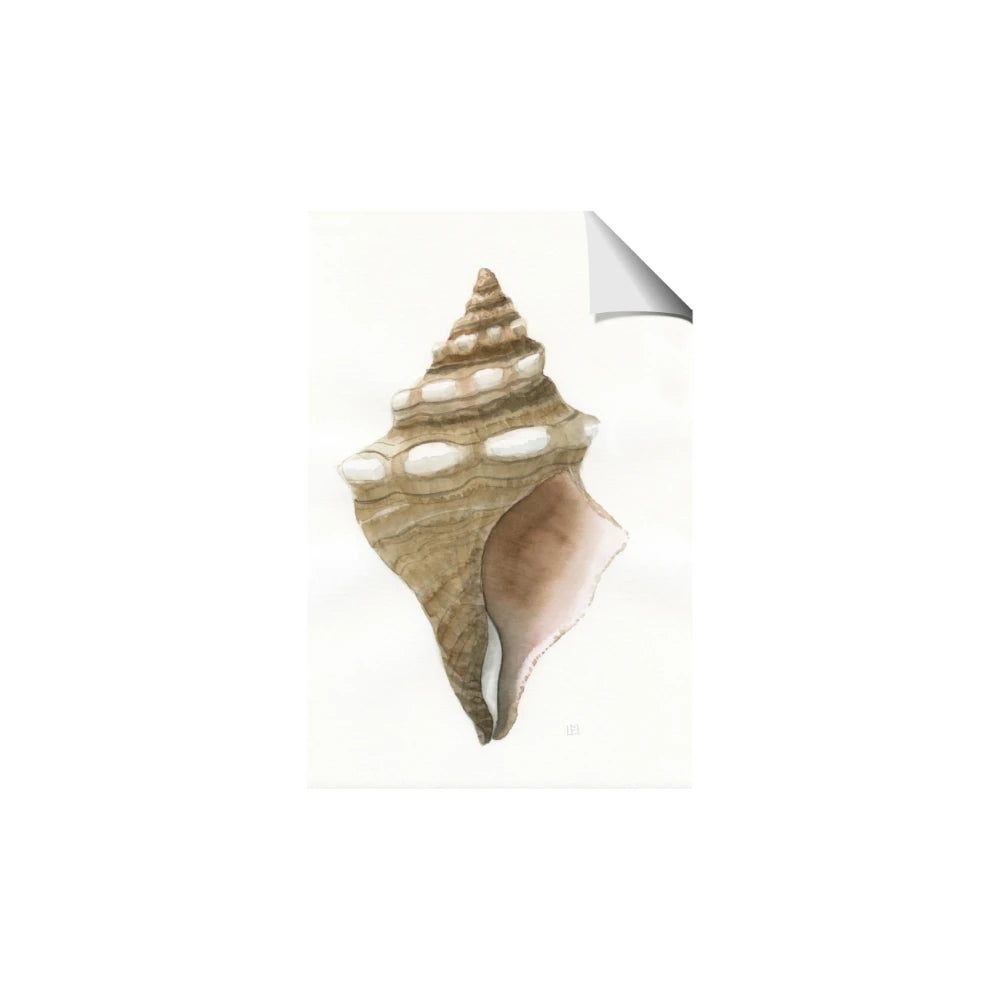 Sea Shell I