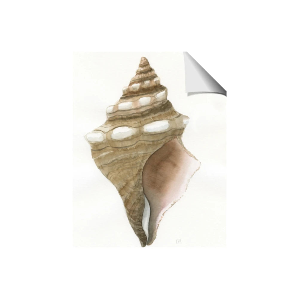 Sea Shell I