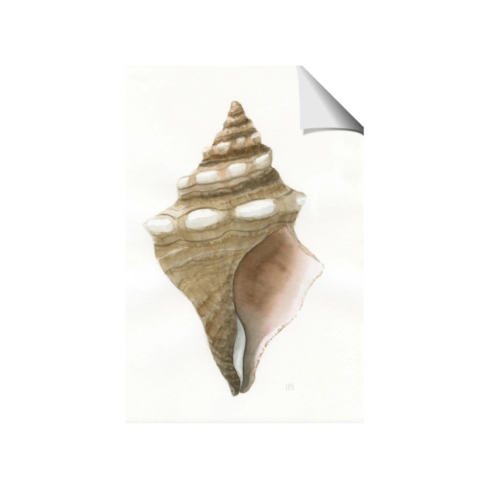 Sea Shell I