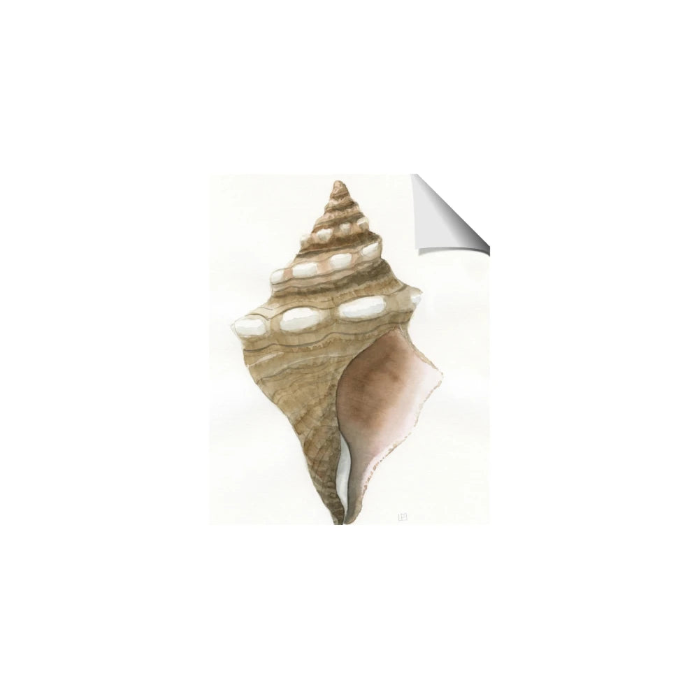 Sea Shell I