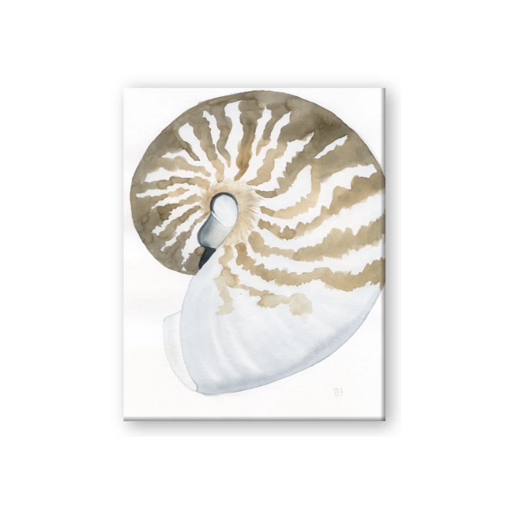 Sea Shell II
