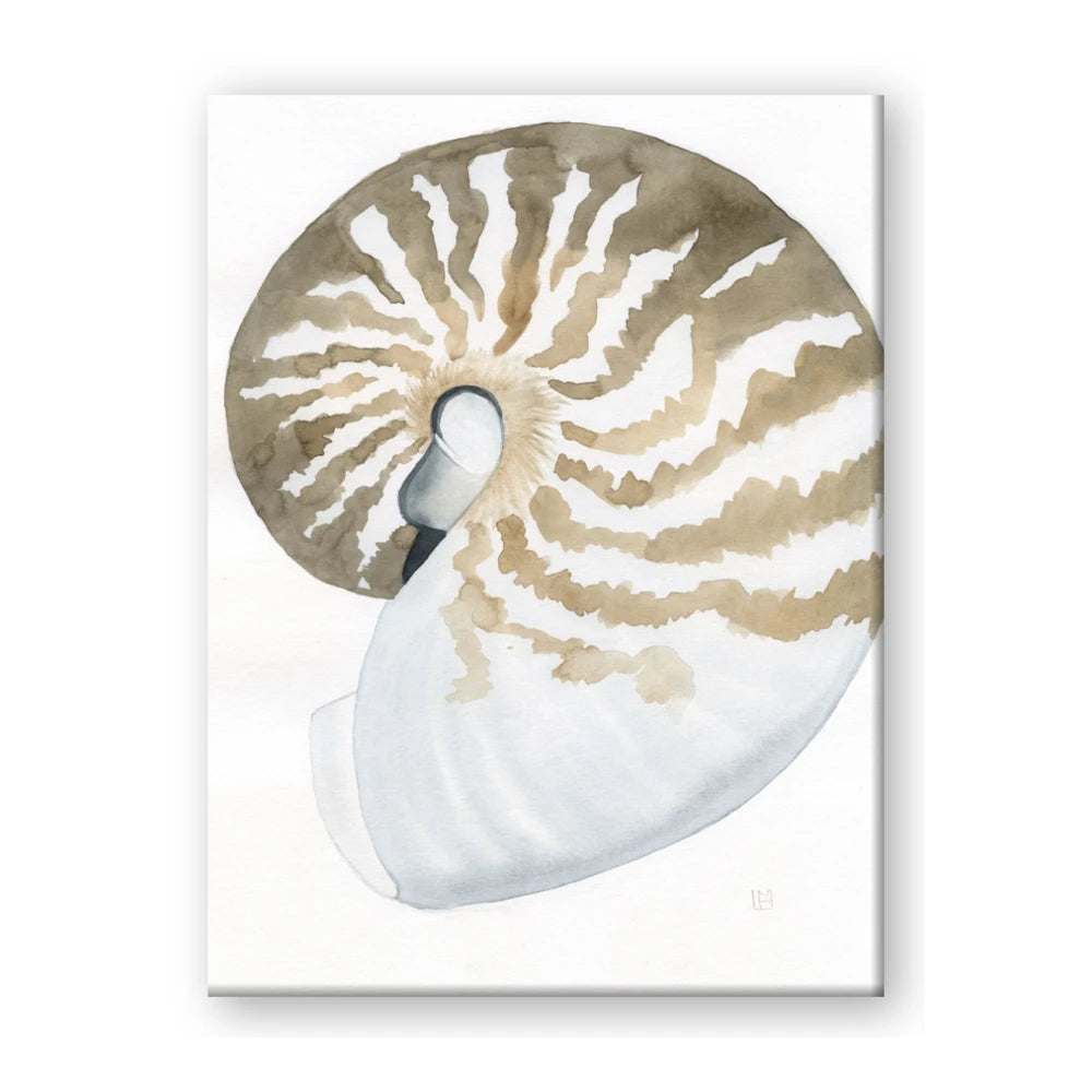 Sea Shell II