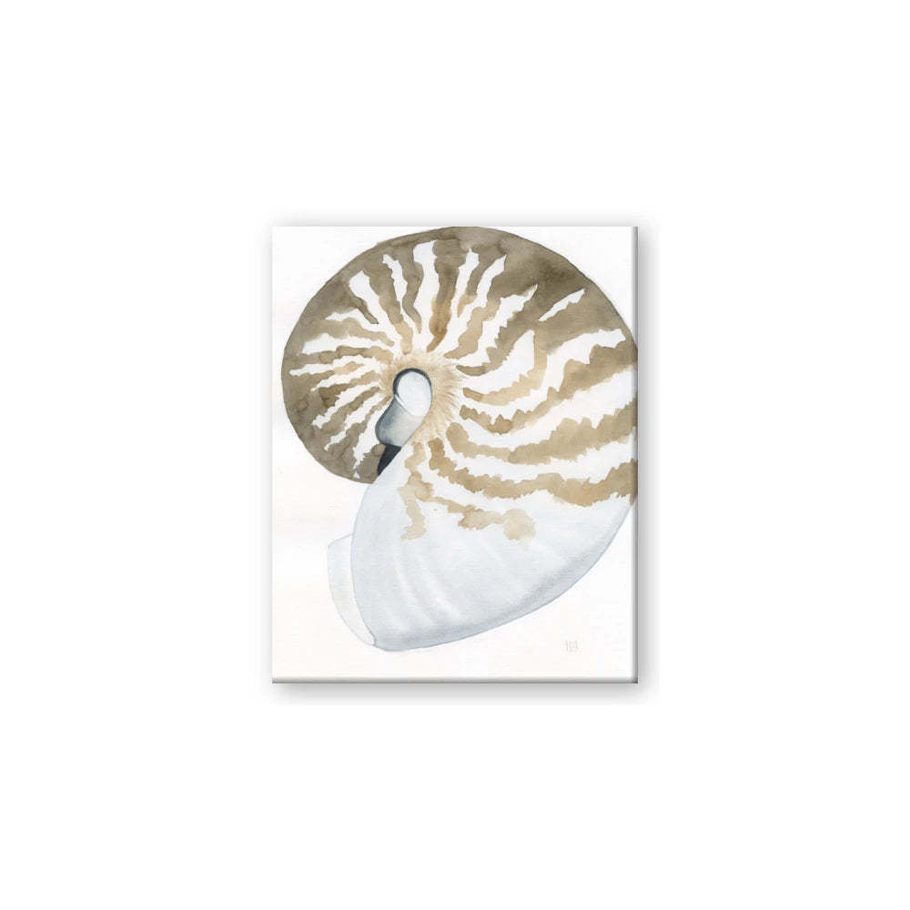 Sea Shell II