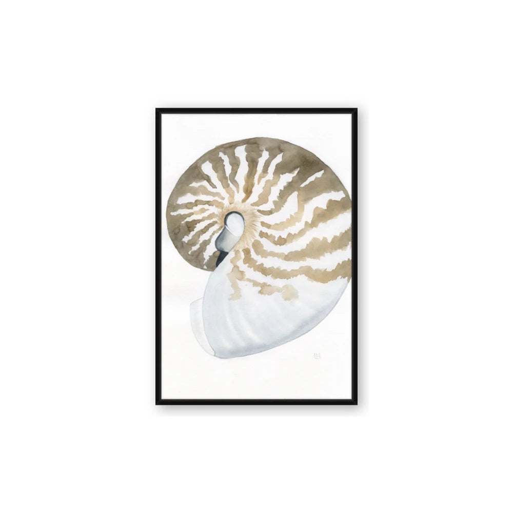 Sea Shell II