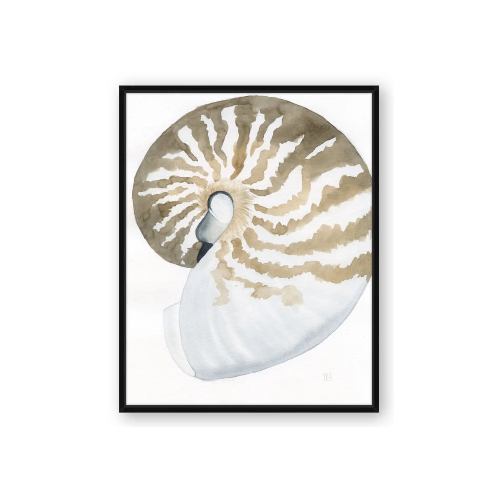 Sea Shell II