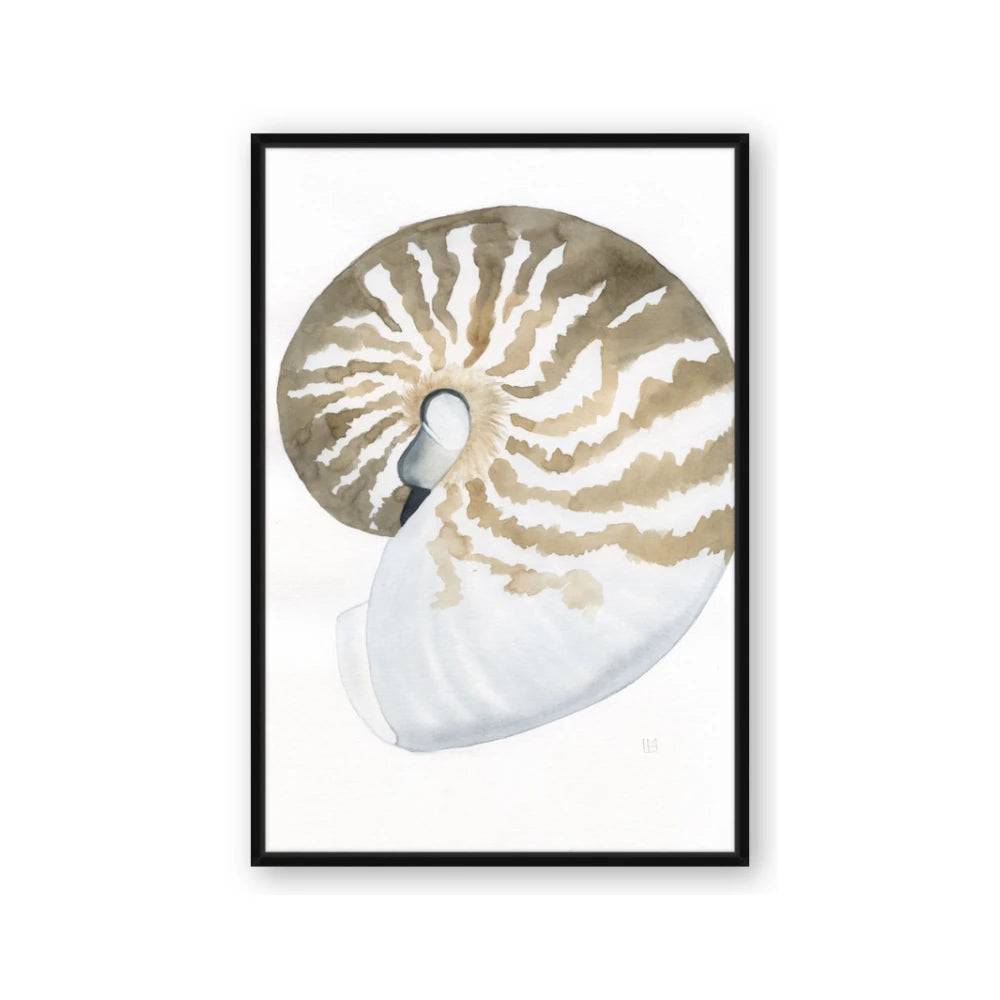 Sea Shell II