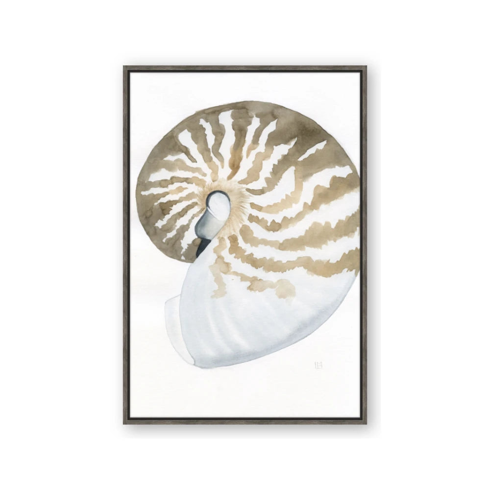 Sea Shell II