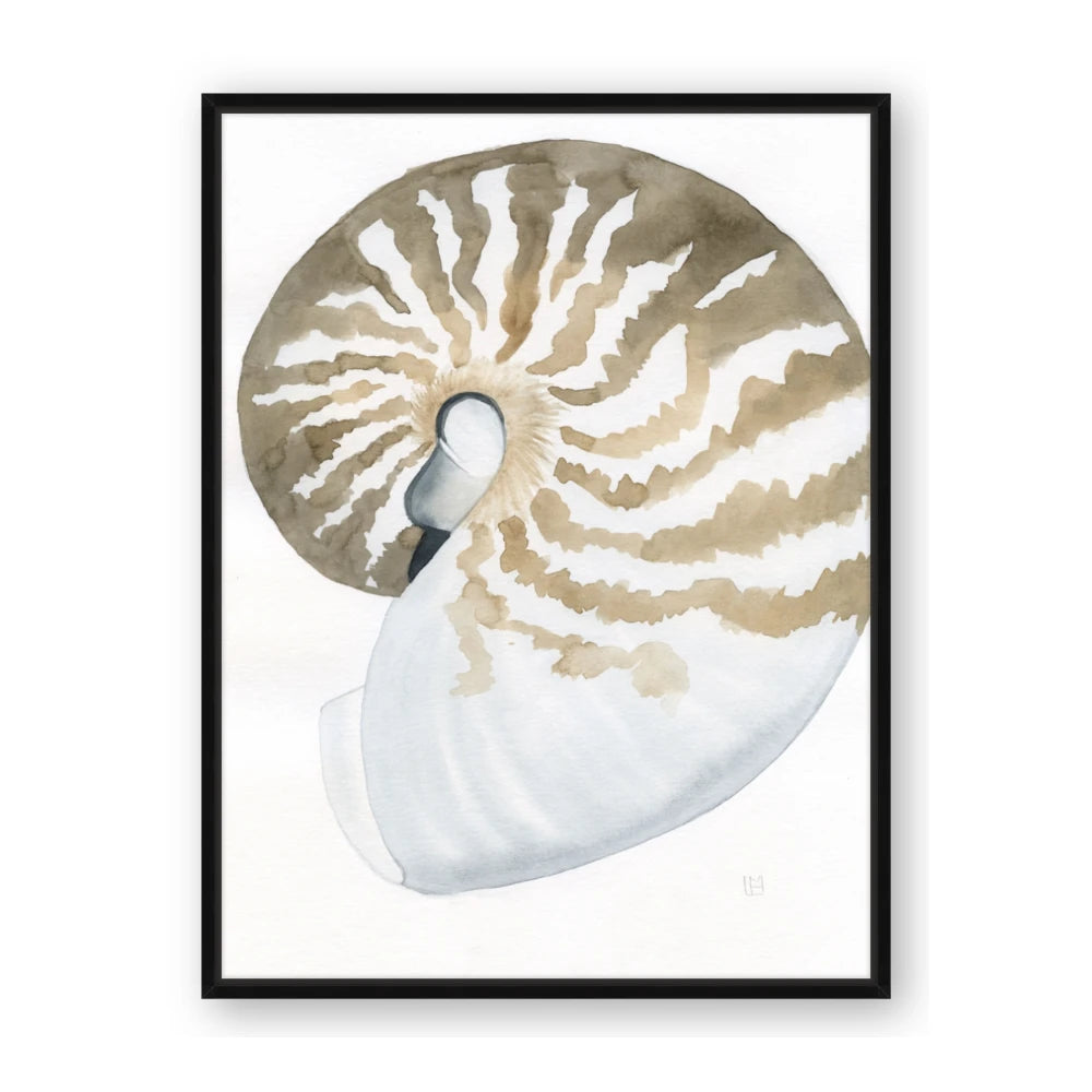 Sea Shell II