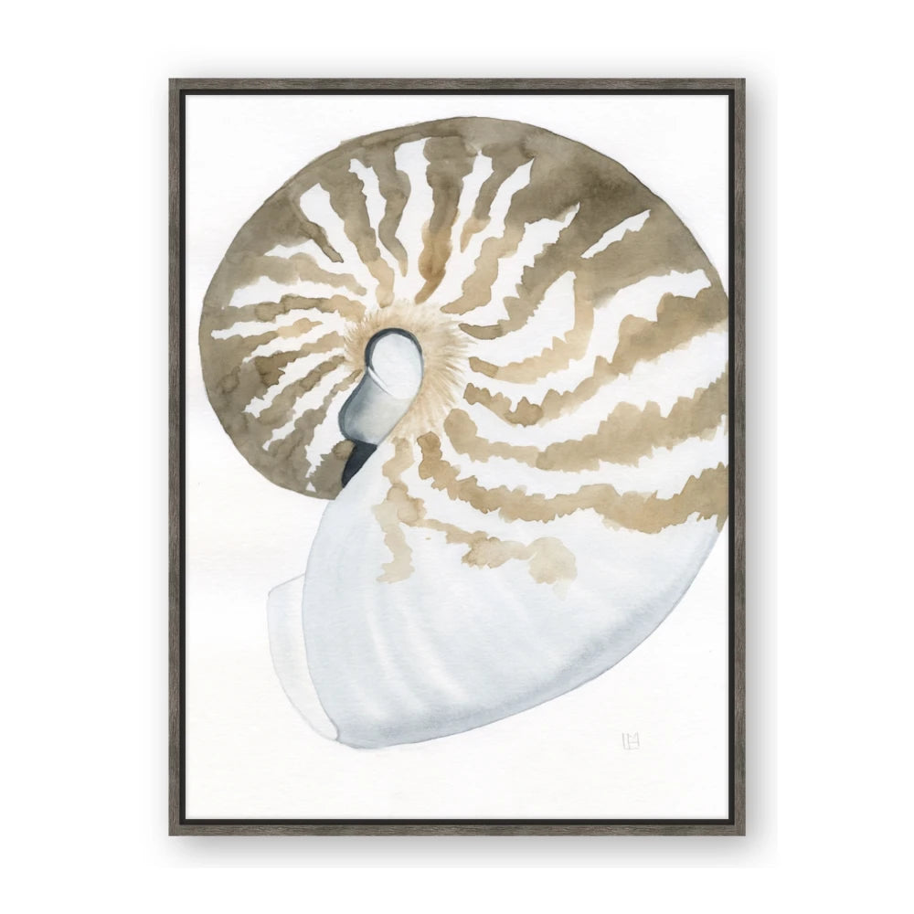 Sea Shell II