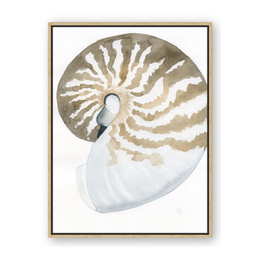 Sea Shell II