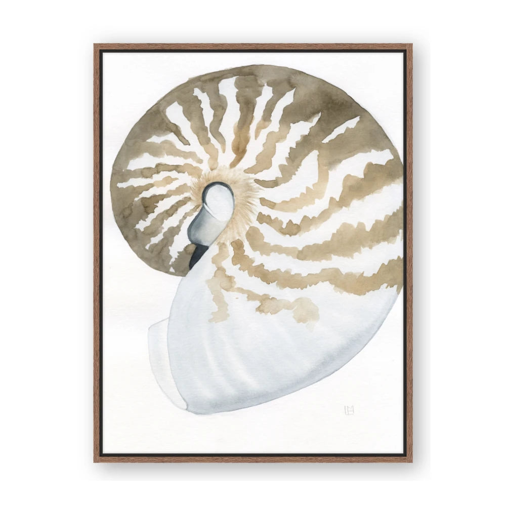 Sea Shell II