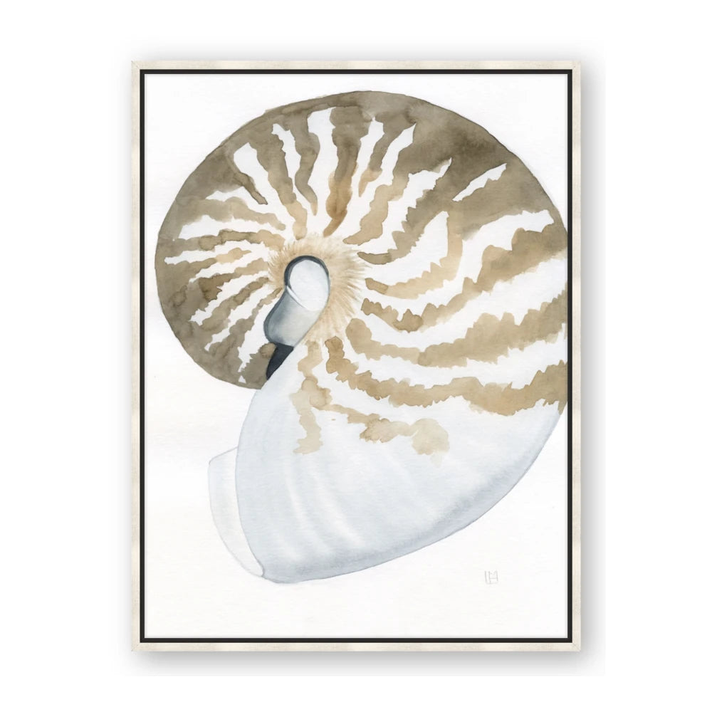 Sea Shell II